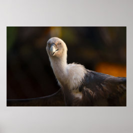 Póster Mirada del Buitre