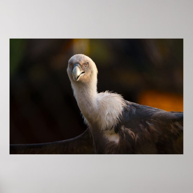 Póster Mirada del Buitre (Frente)