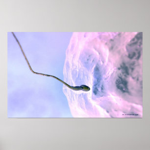 Póster Mirada magnificada en una esperma que fertiliza un