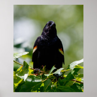 Póster Mirando