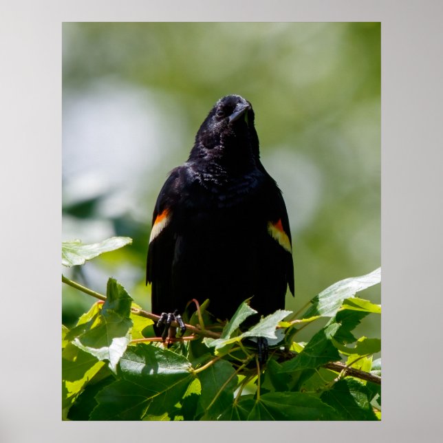 Póster Mirando (Frente)