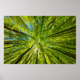 Póster Mirando a través de hojas de árboles verdes