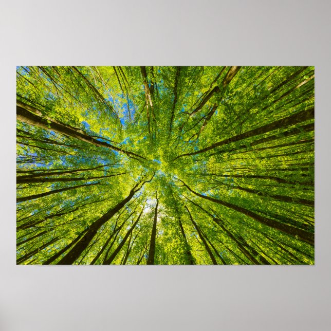 Póster Mirando a través de hojas de árboles verdes (Frente)