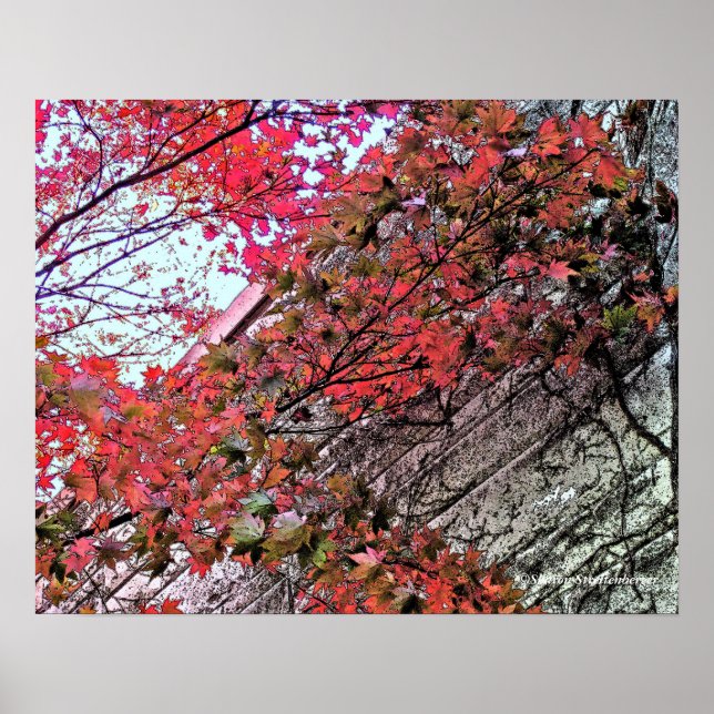 PÓSTER MIRANDO AL CIELO A TRAVÉS DE CRIMSON LEAVES/DIG.EF (Frente)