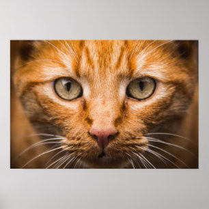 Póster Mirando al poster del gato
