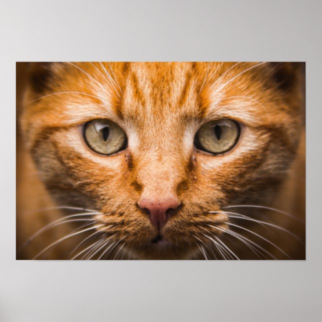Póster Mirando al poster del gato (Frente)
