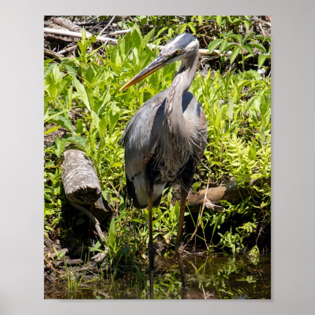 Póster Mirando Alrededor (Frente)