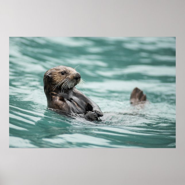 Póster Mirando el Otter marino (Frente)