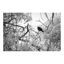 Mirando en un árbol congelado