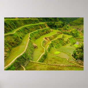 Póster Mirando hacia abajo los campos de arroz