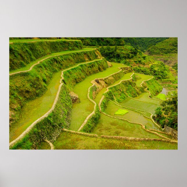 Póster Mirando hacia abajo los campos de arroz (Frente)