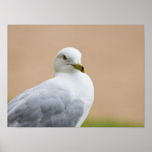 Póster Mirando hacia afuera