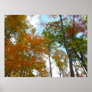 Póster Mirando hacia arriba a las hojas de otoño I Follaj