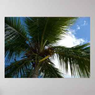 Póster Mirando hacia arriba al árbol de palma de coco nat