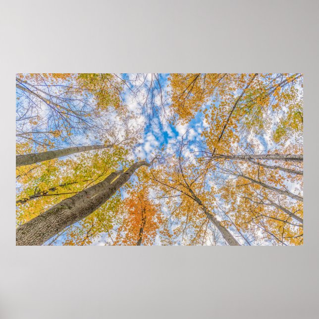 Póster Mirando hacia arriba desde el suelo del bosque (Frente)