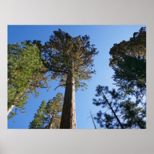 Póster Mirando hacia arriba en Mariposa Grove