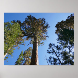 Póster Mirando hacia arriba en Mariposa Grove