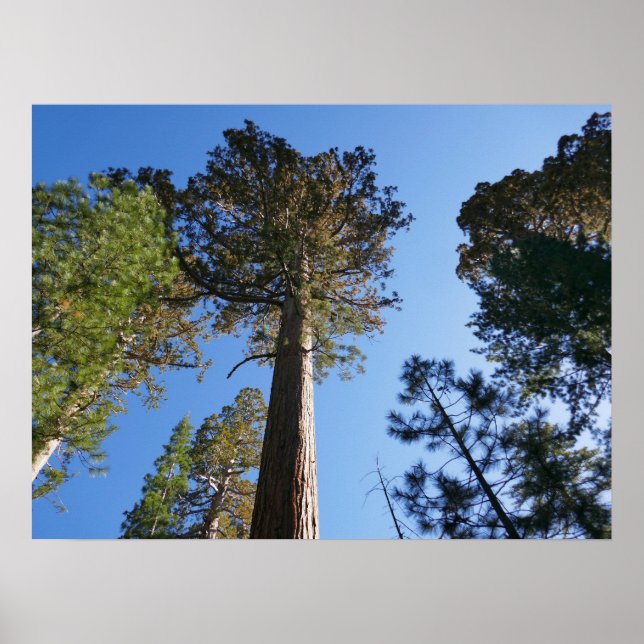 Póster Mirando hacia arriba en Mariposa Grove (Frente)