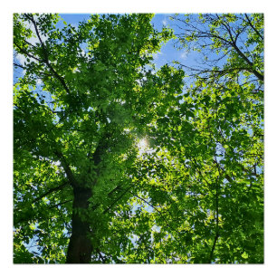 Póster Mirando hacia arriba hojas verdes y cielo azul - R