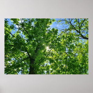 Póster Mirando hacia arriba hojas verdes y cielo azul - R