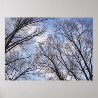 Póster Mirando hacia arriba los árboles de invierno
