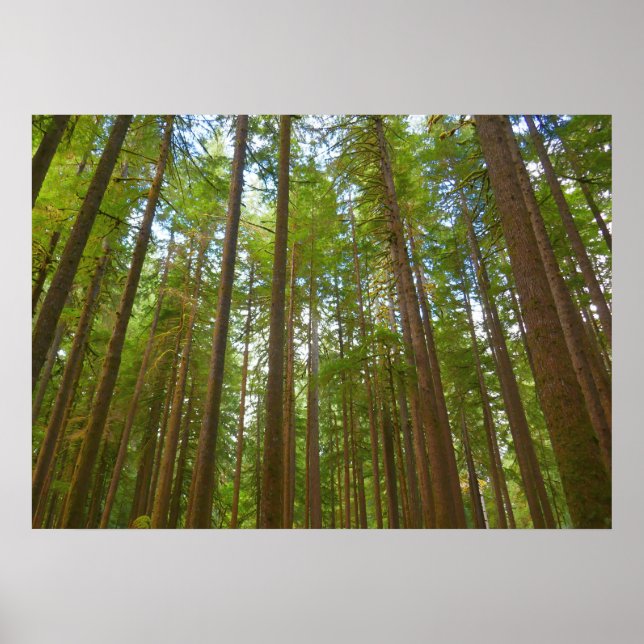 Póster Mirando hacia el bosque maduro (Frente)