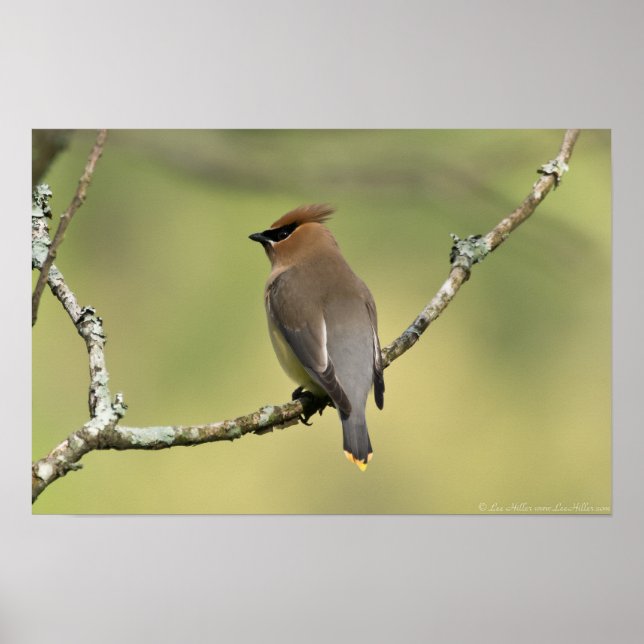 Póster "Mirando hacia el sur" Cedar Waxwing Poster (Frente)