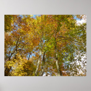 Póster Mirando hacia Hojas de Otoño III Follaje Colorido