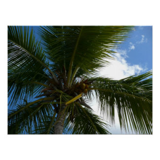 Póster Mirando hacia la naturaleza tropical de las palmer