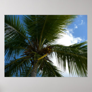 Póster Mirando hacia la naturaleza tropical de las palmer