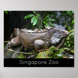 Póster Miren a Me Lizard, festividad zoológica en Singapu