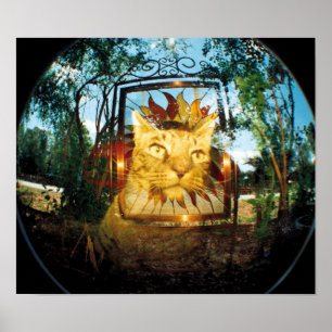 Póster Mirror Cat
