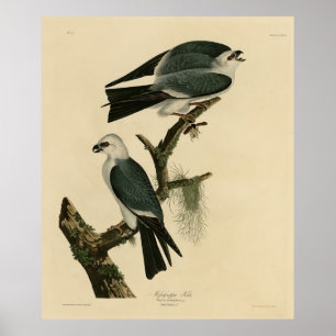 Póster Misisipi cometa de los pájaros de América de Audub
