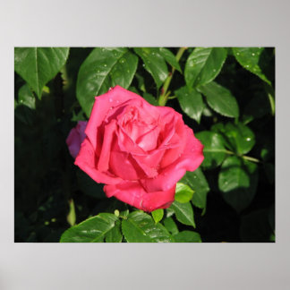 Póster Miss All-American Beauty Hybrid Tea Rosa 097