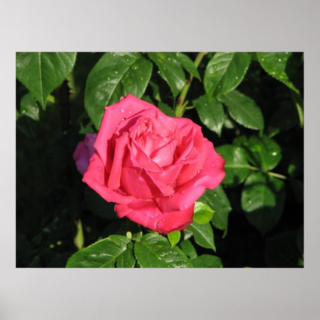 Póster Miss All-American Beauty Hybrid Tea Rosa 097 (Frente)