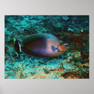 Póster Misterio de pescado