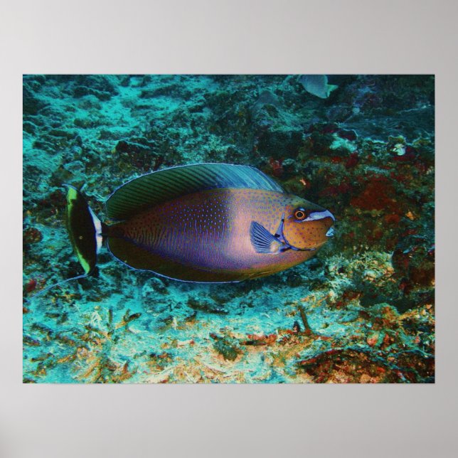 Póster Misterio de pescado (Frente)