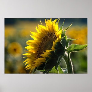 Póster - Misterio del Campo de Girasoles