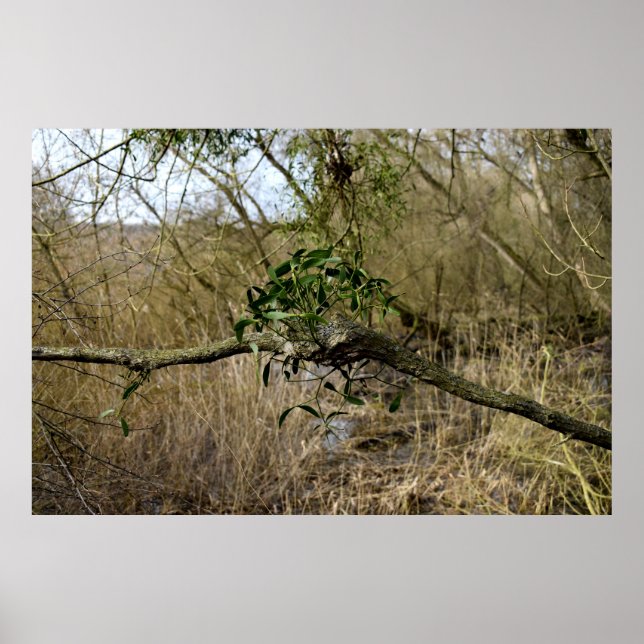 Póster Mistletoe (Frente)