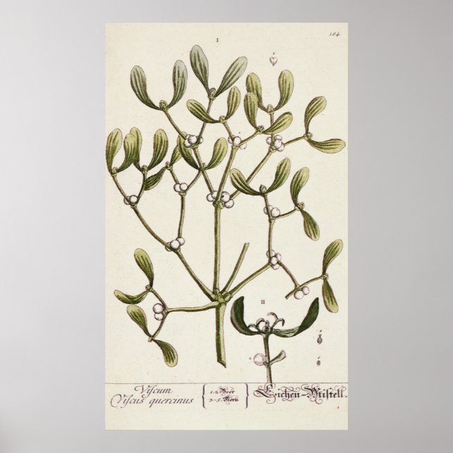 Póster Mistletoe de A Curious Herbal, 1782 (Frente)