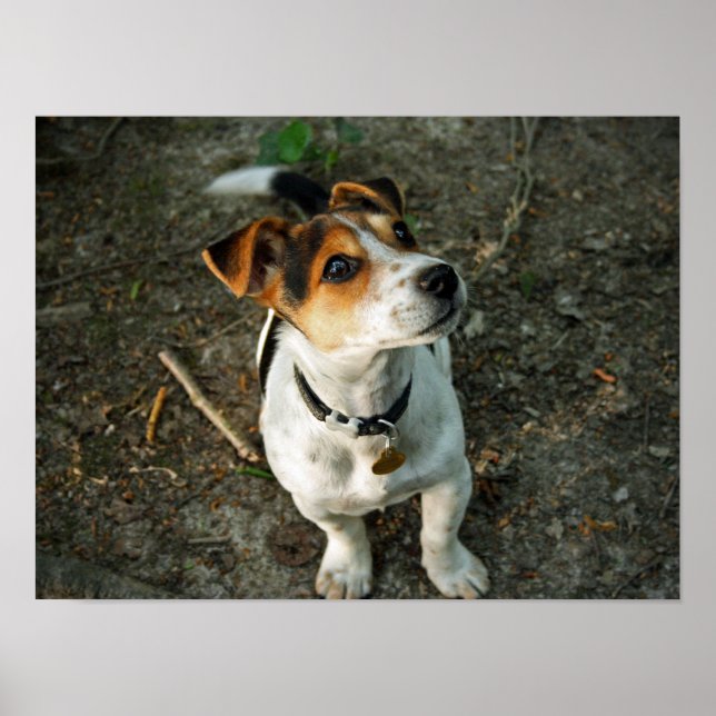 Póster Misty en Woods (Frente)