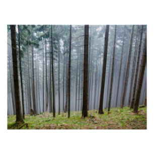 Póster Misty Otumn Forest Relaxation