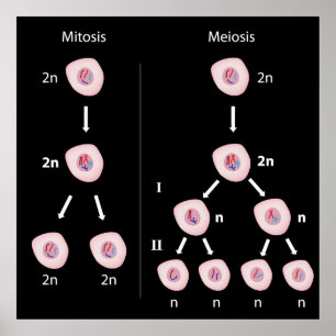 Póster Mitosis contra el poster de la meiosis
