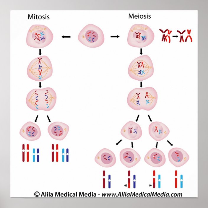 Ciclo Celular Mitosis Meiosis Y Sus Fases Kulturaupice