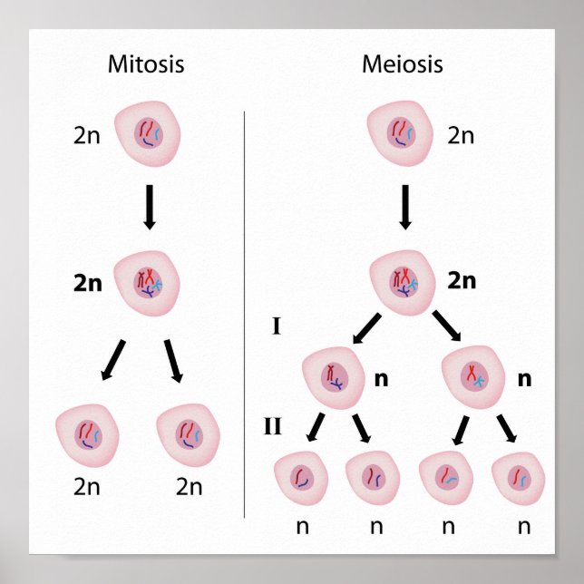 Póster Mitosis frente a Poster de meiosis (Frente)