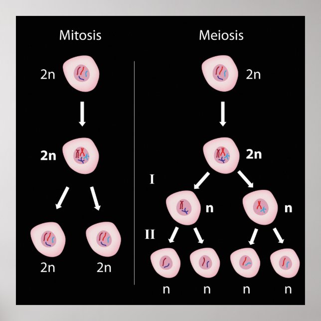 Póster Mitosis frente a Poster de meiosis (Frente)