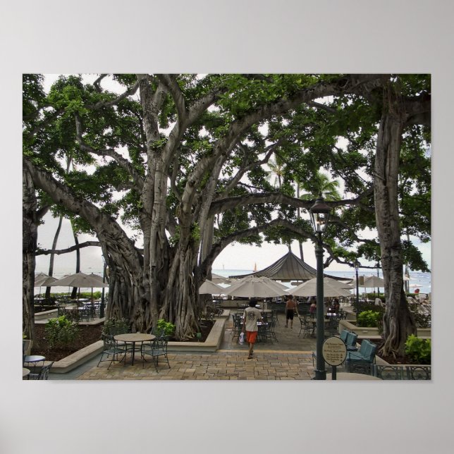 Póster Moana Surfrider Banyan Court - Waikiki Beach (Frente)
