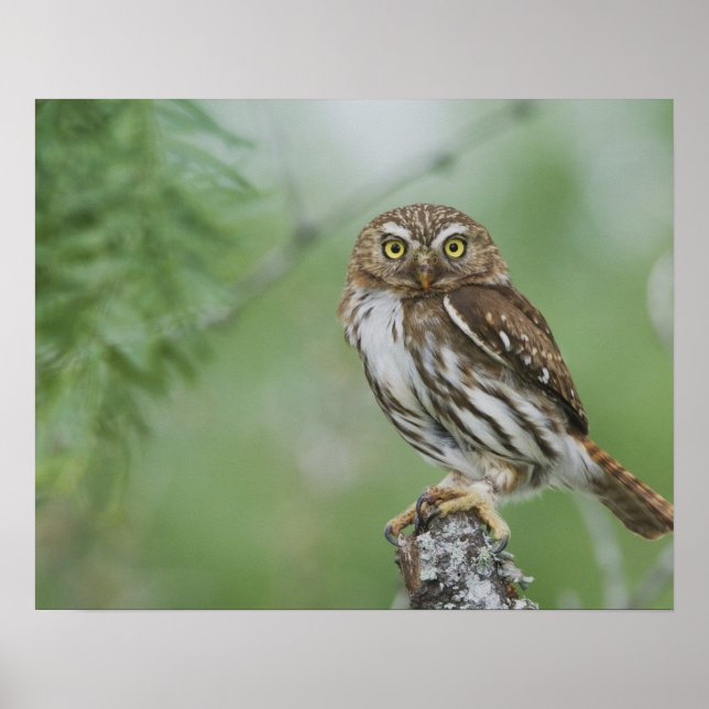 Póster Mochuelo Ferruginoso, Glaucidium brasilianum, 3 (Frente)