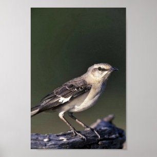 Póster Mockingbird septentrional