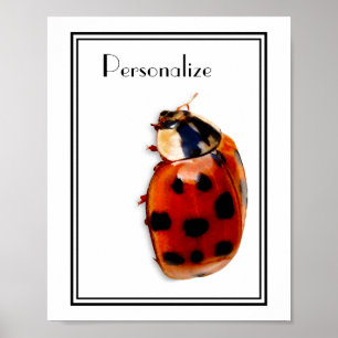 Póster Moda Pared Ladybug con nombre